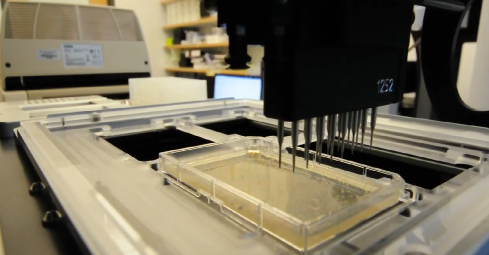 抗体工程与优化